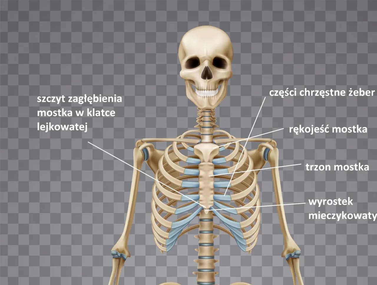 Symbolika klatki: 5 znaczeń, które Cię zaskoczą